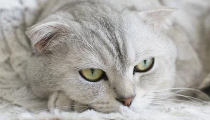 体育课程多元化改革对学生学习成效的影响，体育多元化的好处